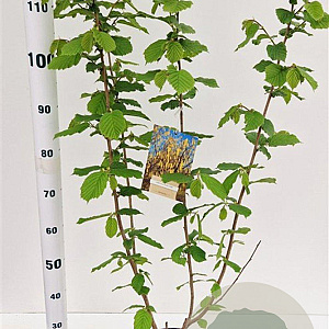 Corylus avellana 80-100 cm 5,0L