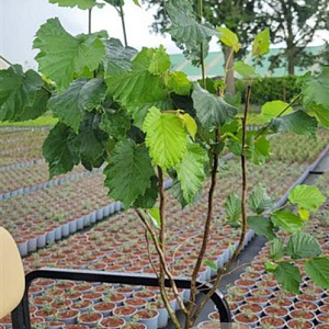 Corylus avellana 80-100 cm 5,0L