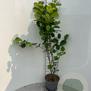 Corylus avellana 80-100 cm 5,0L