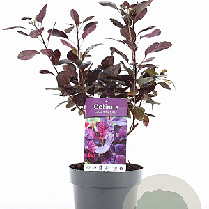 Cotinus cog. 'Royal Purple' 30-40 cm 3,0L