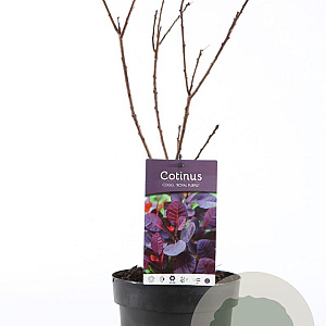 Cotinus cog. 'Royal Purple' 30-40 cm 3,0L