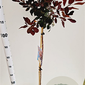 Cotinus cog. 'Royal Purple' 80 cm stam 4,0L