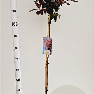 Cotinus cog. 'Royal Purple' 80 cm stam 4,0L