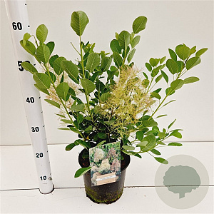 Cotinus cog. 'Young Lady' 30-40 cm 3,0L