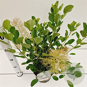 Cotinus cog. 'Young Lady' 30-40 cm 3,0L