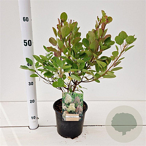 Cotinus cog. 'Young Lady' 30-40 cm 3,0L