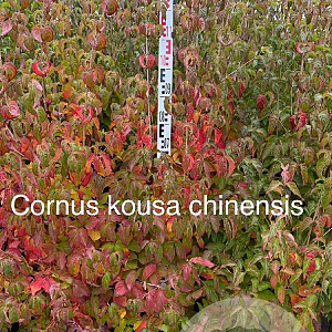 Cornus kousa chinensis 125-150 cm met kluit