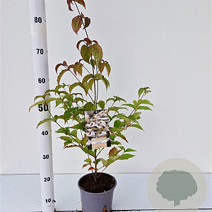 Cornus kousa chinensis 30-40 cm 2,0L