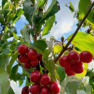 Cornus mas 'Koraloviy Marka' 60-80 cm wortelgoed
