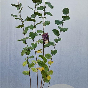 Corylus m. 'Purpurea' 170-200 cm 10L