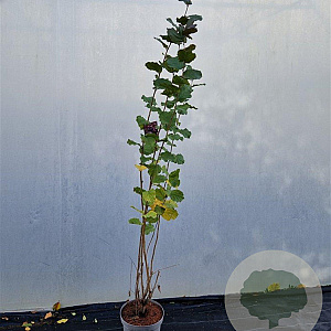 Corylus m. 'Purpurea' 170-200 cm 10L