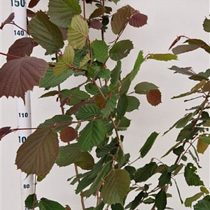 Corylus m. 'Purpurea' 175-200 cm 15L