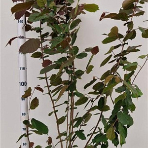 Corylus m. 'Purpurea' 175-200 cm 15L