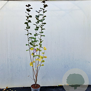 Corylus m. 'Purpurea' 200-225 cm 10L