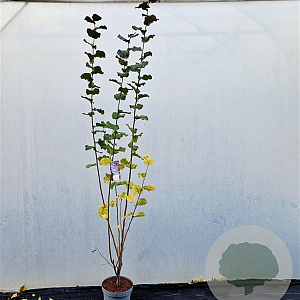 Corylus m. 'Purpurea' 200-225 cm 10L