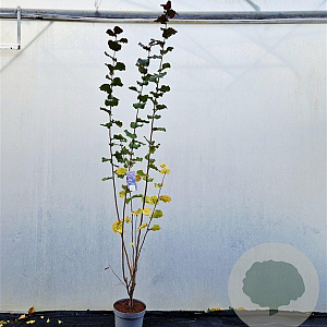 Corylus m. 'Purpurea' 200-225 cm 10L