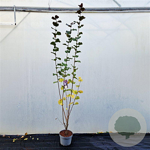 Corylus m. 'Purpurea' 200-225 cm 10L