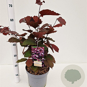 Corylus m. 'Purpurea' 40-50 cm 5,0L