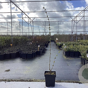 Corylus 'Tonda Gentile Del. Langhe' 60-80 cm 3,0L