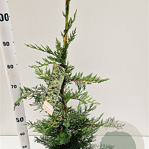 Cupressocyparis leylandii 80-100 cm 3,0L