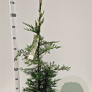 Cupressocyparis leylandii 80-100 cm 3,0L