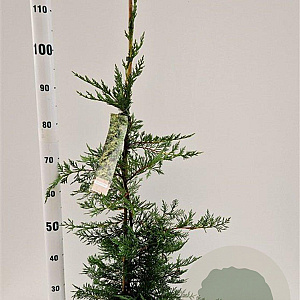 Cupressocyparis leylandii 80-100 cm 3,0L