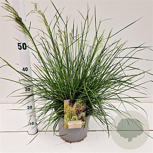 Deschampsia cesp. 'Palava' 40-60 cm 4,0L