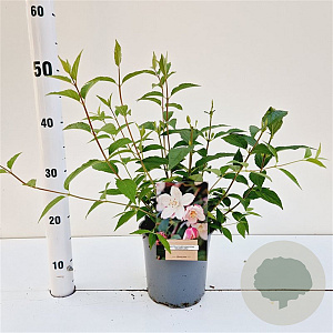 Deutzia purp. 'Kalmiiflora' 30-40 cm 2,5L