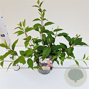 Deutzia purp. 'Kalmiiflora' 30-40 cm 2,5L