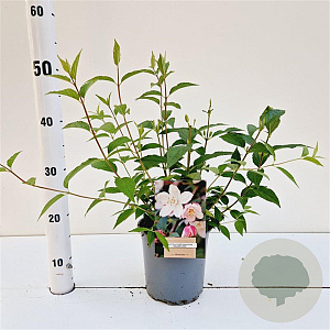 Deutzia purp. 'Kalmiiflora' 30-40 cm 2,5L