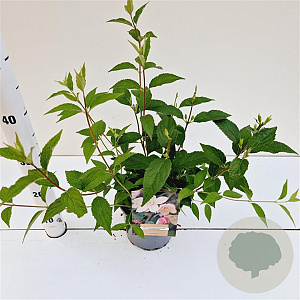 Deutzia purp. 'Kalmiiflora' 30-40 cm 2,5L