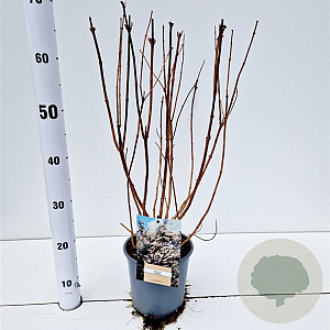 Deutzia scabra 30-40 cm 2,5L