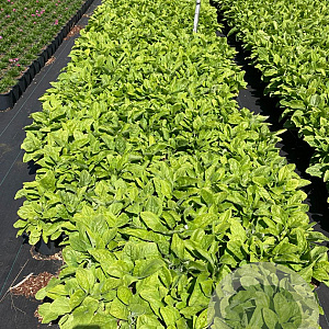 Digitalis purpurea GM 2,0L