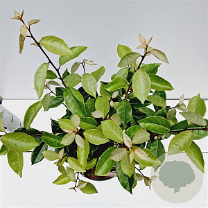Elaeagnus ebbingei 50-60 cm 7,5L