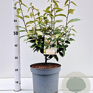 Elaeagnus ebbingei 50-60 cm 7,5L