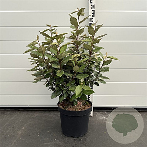 Elaeagnus ebb. 'Compacta' 50-60 cm 7,5L