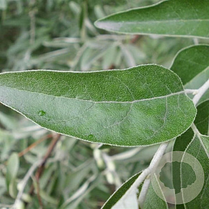Elaeagnus umbell. 'Serinus' 60-80 cm 2,0L