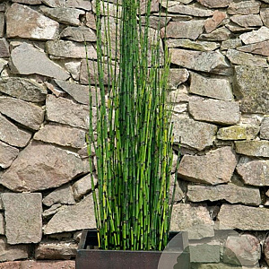 Equisetum hyemale GM P9 leverbaar