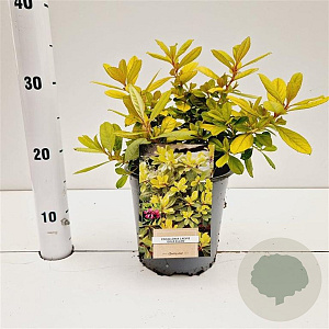 Escallonia laevis 'Gold Ellen' 20-30 cm 2,5L