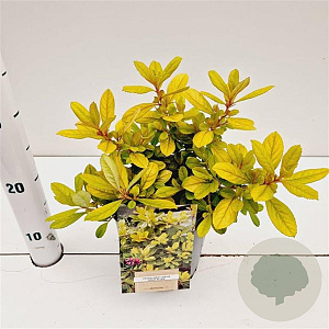 Escallonia laevis 'Gold Ellen' 20-30 cm 2,5L