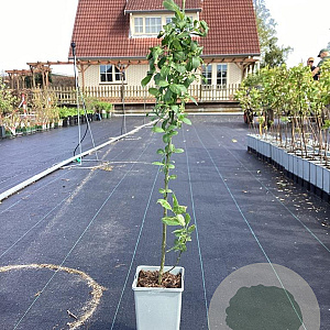 Euonymus europaeus 50-60 cm C1.5