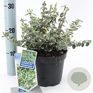Euonymus fort. 'Emerald Gaiety' 20-25 cm 2,0L