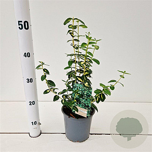 Euonymus fort. 'Sunspot' 20-25 cm C1.5