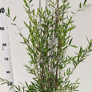 Fargesia Deep Purple 60-80 cm 5,0L