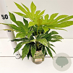 Fatsia japonica 'Spider's Web' 20-25 cm 2,0L