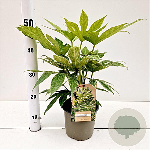 Fatsia japonica 'Spider's Web' 20-25 cm 2,0L