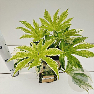 Fatsia japonica 'Spider's Web' 25-30 cm 2,0L