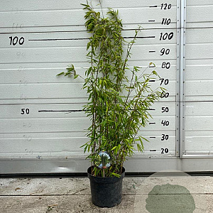 Fargesia nitida 'Volcano' 60-80 cm 5,0L