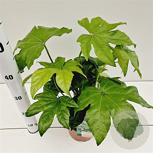 Fatsia japonica 25-30 cm 2,0L