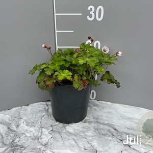 Geranium cant. 'Biokovo' GM 2,0L